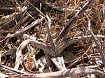 Aloe ellenbeckii Marsabit Gof Choba GPS170 Kenya 2012_PV0672.jpg